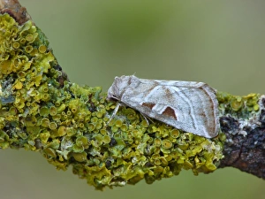 Noctuids Prints: Silvery Gem (Eucarta virgo) adult