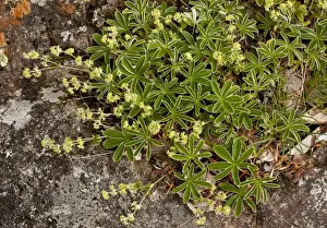 Pyrenean Prints: Silvery Lady s-mantle (Alchemilla plicatula) flowering, French Pyrenees, France, June