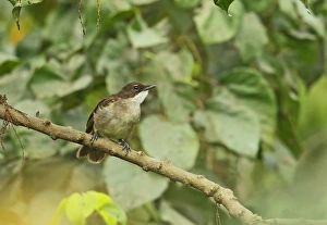 West Africa Prints: Simple Greenbul (Chlorocichla simplex) adult