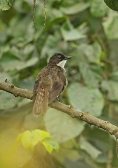 Simple Greenbul (Chlorocichla simplex) adult, perched on branch, Stingless-bee Road, Ghana, February