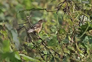 Singing Cisticola (Cisticola cantans swanzii) adult, perched in bush, Atewa, Ghana, February