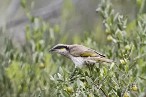 Meliphagidae Prints: Singing Honeyeater (Lichenostomus virescens) adult