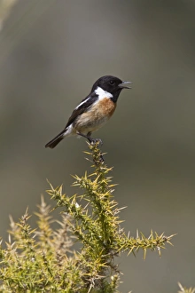 Gorse Prints: Singing Male Stonechat on gorse