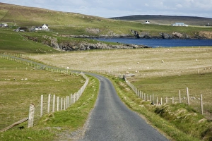 Shetland Prints: Single track road through coastal pasture with sheep