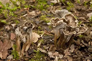 Sinuous Chanterelle (Pseudocraterellus sinuosus) fruiting bodies, growing in old woodland, Wiltshire, England