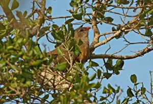 Cuckoos Prints: Sirkeer Malkoha (Phaenicophaeus leschenaultii) adult