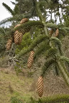 Cone Prints: Sitka Spruce (Picea sitchensis) close-up of mature cones, Califonia, U. S. A. February