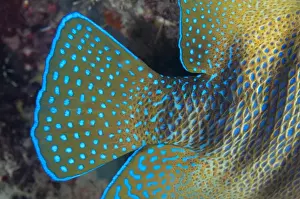 Details Prints: Six-banded Angelfish (Pomacanthus sexstriatus) adult, close-up of tail, Kwatisore Point