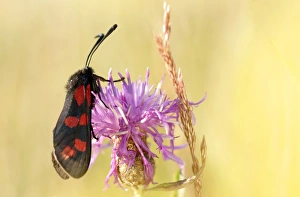 Burnets Prints: Six-spot Burnet (Zygaena filipendulae) adult