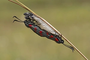 Burnets Prints: Six-spot Burnet (Zygaena filipendulae) adult pair