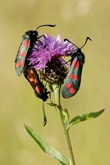 Burnets Prints: Six-spot Burnet (Zygaena filipendulae) three adults
