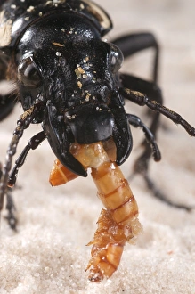 Carabid Prints: Six-spot Ground Beetle (Anthia sexguttata) adult