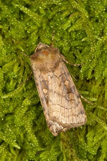 Lepidoptera Prints: Six-striped Rustic (Xestia sexstrigata) adult, resting on moss, Powys, Wales, July