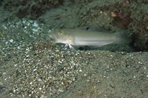 Gobies Prints: Sixspot Goby (Valenciennea sexguttata) adult