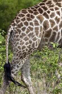 Scar Prints: Skin pattern of the African Giraffe, note the scar. - Botswana
