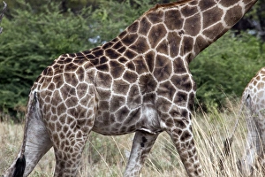 Scar Prints: The skin pattern of the African Giraffe showing some scarring