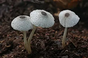 Skullcap Dapperling (Leucocoprinus brebissonii) fruiting bodies, growing amongst rotting leaves in woodland, Leicestershire, England, september