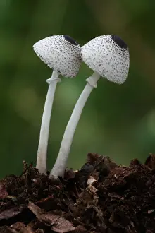 Skullcap Dapperling (Leucocoprinus brebissonii) fruiting bodies, growing amongst rotting leaves in woodland, Leicestershire, England, september