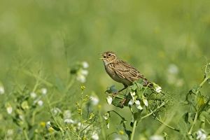 Singing Prints: Skylark (Alauda arvensis) adult, singing, perched in pea crop, Warwickshire, England, june