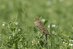 Skylark (Alauda arvensis) adult, singing, perched in pea crop, Warwickshire, England, june