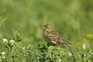 Warwickshire Prints: Skylark (Alauda arvensis) adult, perched in pea crop, Warwickshire, England, june