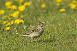 Dandelions Prints: Skylark (Alauda arvensis) adult