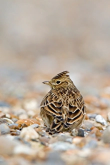 Shingle Prints: Skylark (Alauda arvensis) adult