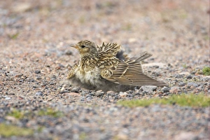 Skylark (Alauda arvensis) adult, dust bathing, Mainland, Shetland Islands, Scotland