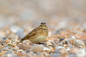 Skylark (Alauda arvensis) adult, winter plumage, standing on shingle beach, Suffolk, England, november