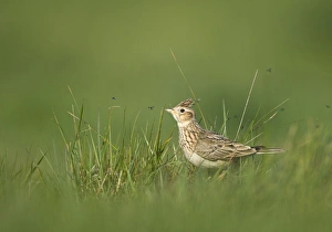 Skylark (Alauda arvensis) adult, standing in grass with insects, Kelling, Norfolk, England, april