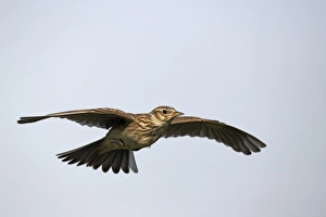 Skylark (Alauda arvensis) adult, in flight, Midlands, England, april