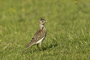 Skylark (Alauda arvensis) adult, with crest raised, foraging in dew covered grassland, Warwickshire, England, june