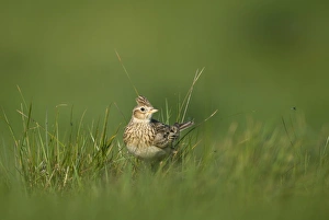 Skylark (Alauda arvensis) adult, standing in grass, Norfolk, England, may