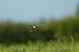 Skylark (Alauda arvensis) adult, in flight, hovering over nest in crop, Warwickshire, England, june