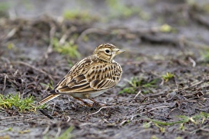 Skylark (Alauda arvensis) adult, standing on mud in field, Suffolk, England, january