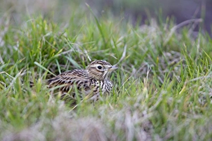 Sky Larks Prints: Skylark (Alauda arvensis) adult, crouching amongst grass, Suffolk, England, january