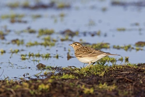 Skylark (Alauda arvensis) adult, standing at edge of water, Suffolk, England, january