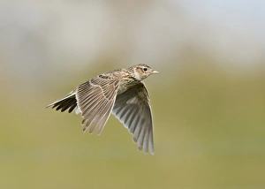 Sky Larks Prints: Skylark (Alauda arvensis) adult, in flight, Uist, Shetland Islands, Scotland, June
