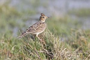Skylark (Alauda arvensis) adult, standing on grass tussock, Suffolk, England, March