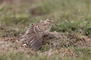 Stretching Prints: Skylark (Alauda arvensis) adult
