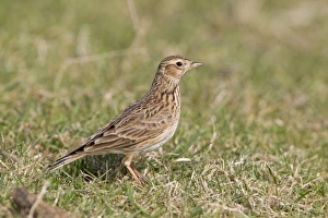 Sky Larks Prints: Skylark (Alauda arvensis) adult female