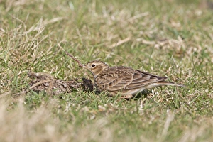 Sky Larks Prints: Skylark (Alauda arvensis) adult female