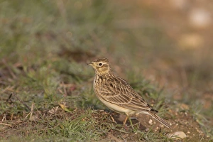 Sky Larks Prints: Skylark Alauda arvensis adult, foraging on ground, Spain, January