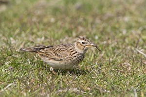 Sky Larks Prints: Skylark (Alauda arvensis) adult male, feeding on insect larva, Suffolk, England, april