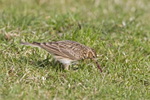 Sky Larks Prints: Skylark (Alauda arvensis) adult male