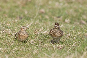 Sky Larks Prints: Skylark (Alauda arvensis) adult pair, standing on grass in field, Suffolk, England, march