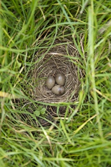 Eggs Prints: Skylark (Alauda arvensis) three eggs in nest, Suffolk, England, July