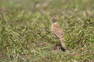 Arvensis Prints: Skylark - Deepdale Marsh Norfolk