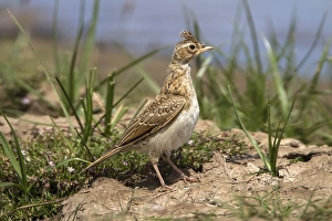 Skylark with raised crest - Deepdale Marsh Norfolk