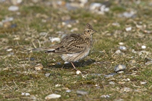 Arvensis Prints: Skylark showing razed crest - Minsmere spring